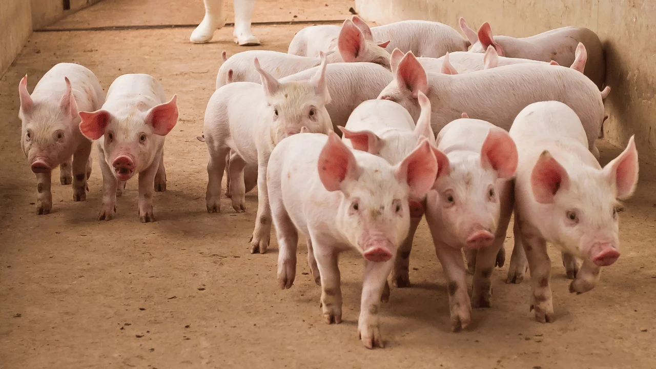 Pig Farming Monitoring Beyond Farm Guardian